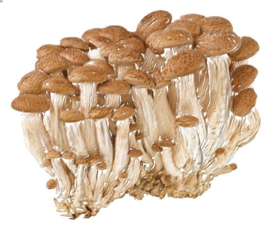 Certified Organic Double action makeup remover Detoxifies the skin Alcohol free